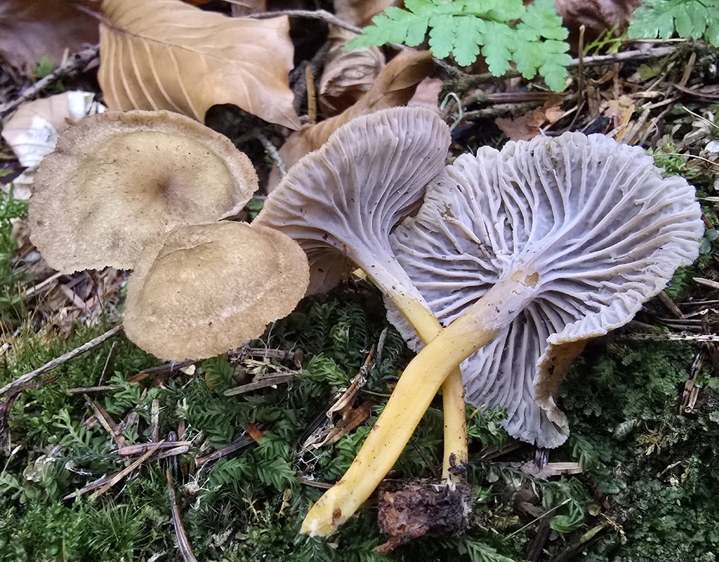 Craterellus tubaeformis · November 2025 · photo: © paulanimigean (iNaturalist, cc-by)