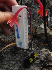 Cyrtanthus ventricosus