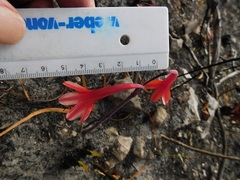 Cyrtanthus ventricosus