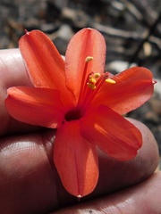 Cyrtanthus ventricosus