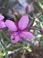 Chamaenerion fleischeri