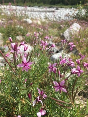 Chamaenerion fleischeri