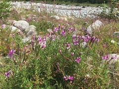 Chamaenerion fleischeri