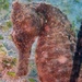 Observation photo