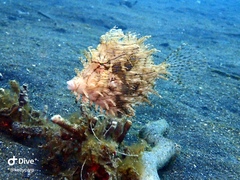 Chaetodermis penicilligerus