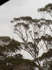 Polytelis anthopeplus