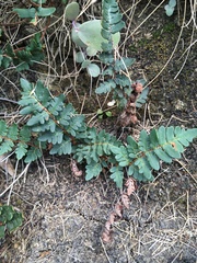 Paragymnopteris marantae