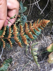 Paragymnopteris marantae