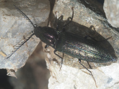 Ctenicera cuprea