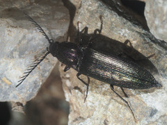 Ctenicera cuprea
