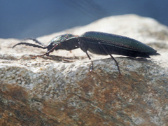 Ctenicera cuprea
