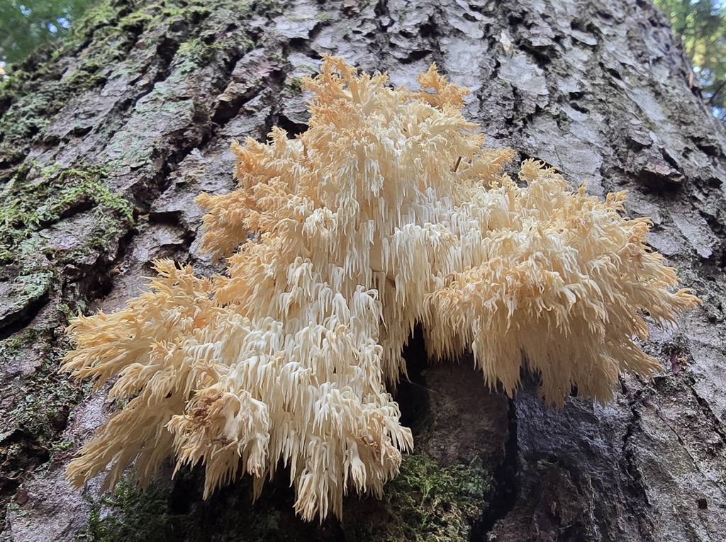 Hericium alpestre