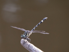 Austroepigomphus praeruptus