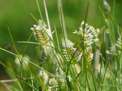 Oreochloa disticha