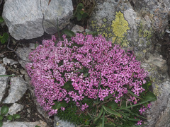 Silene acaulis exscapa
