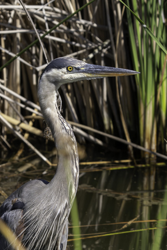 iNaturalist observation photo of Great Blue Heron