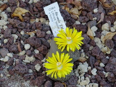 Lithops lesliei