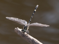 Austroepigomphus praeruptus