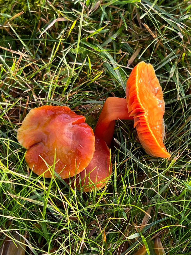 Hygrocybe punicea · November 2025 · photo: © kitkat22 (iNaturalist, cc-by)