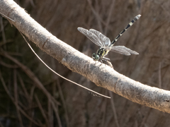 Austroepigomphus praeruptus