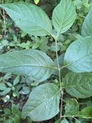 Vangueria bowkeri