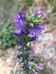 Campanula spicata