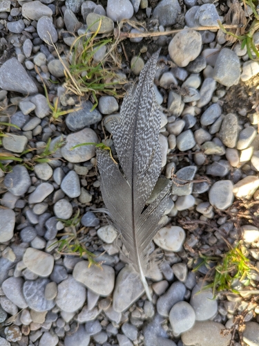 Plume de Fuligule milouin