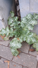 Silybum marianum