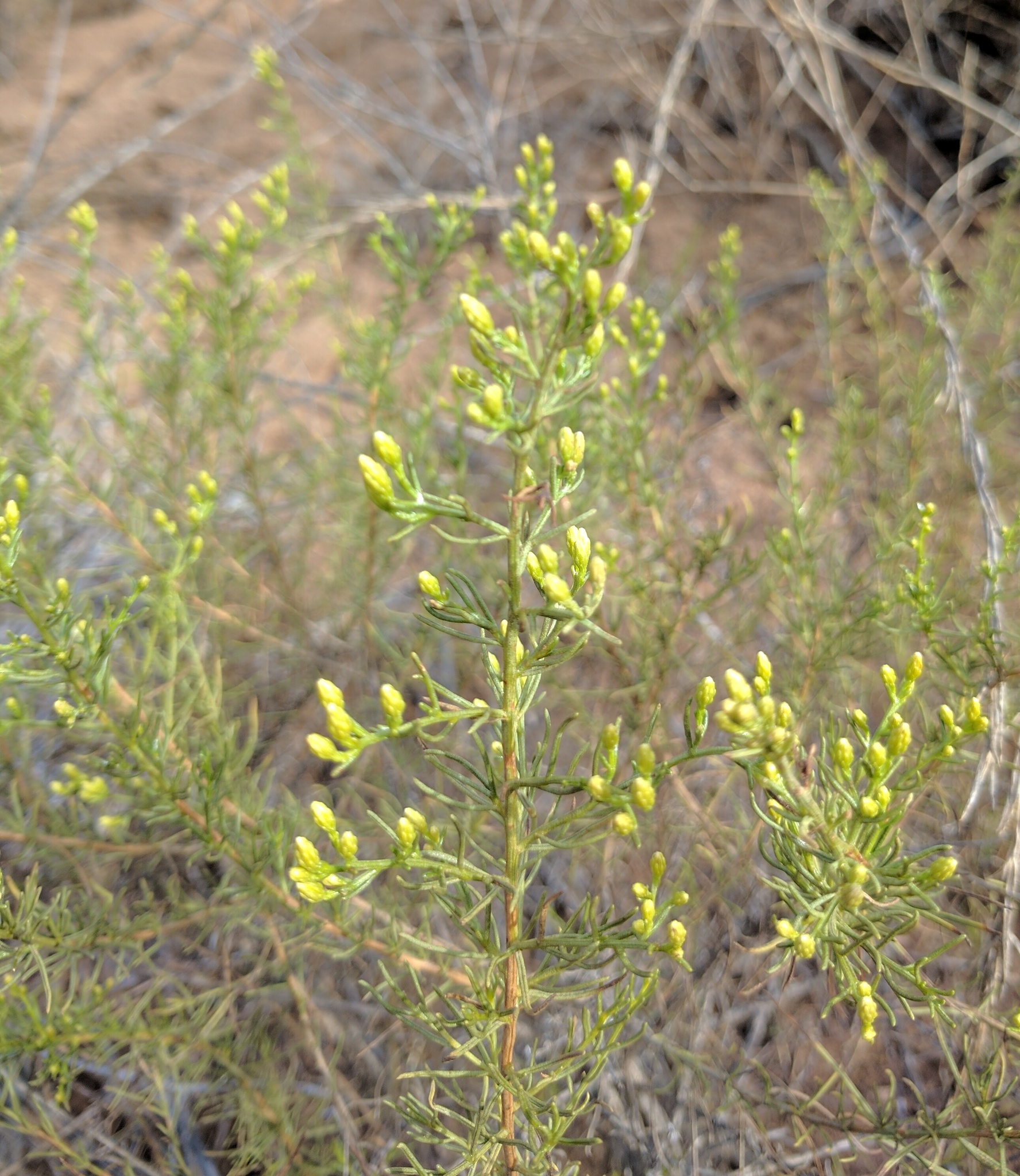 Ericameria palmeri var. palmeri