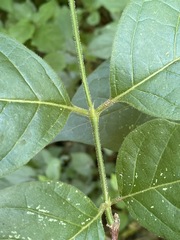 Vangueria bowkeri
