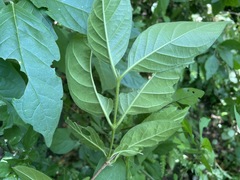 Vangueria bowkeri