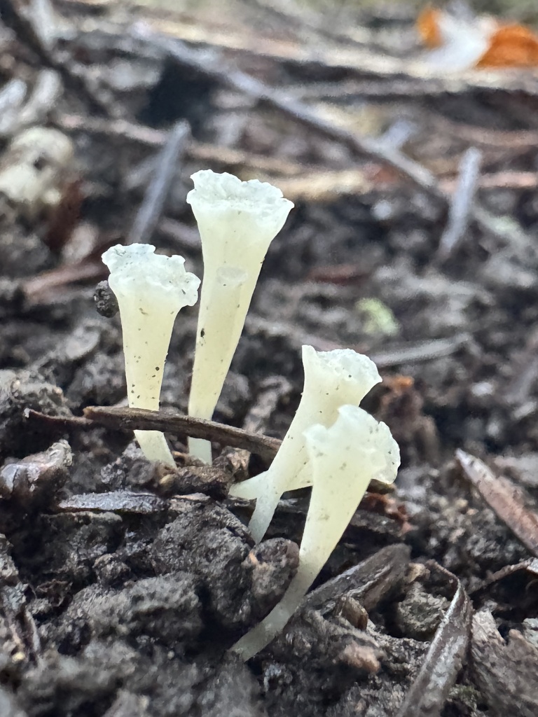 Clavicorona taxophila · November 2025 · photo: © lizfrost47 (iNaturalist, cc-by)