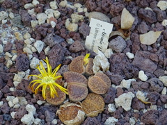 Lithops aucampiae