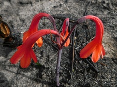 Cyrtanthus ventricosus