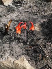 Cyrtanthus ventricosus