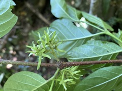 Vangueria bowkeri