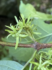 Vangueria bowkeri