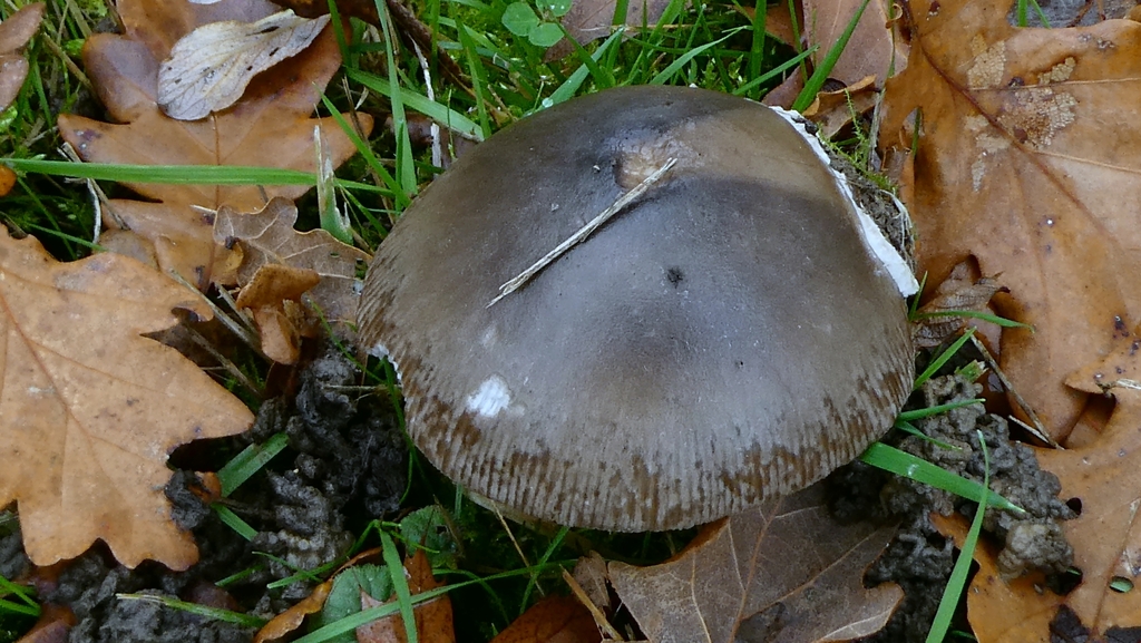 Amanita battarrae · November 2025 · photo: © patricklm35 (iNaturalist, cc0)