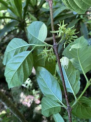 Vangueria bowkeri