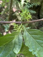 Vangueria bowkeri