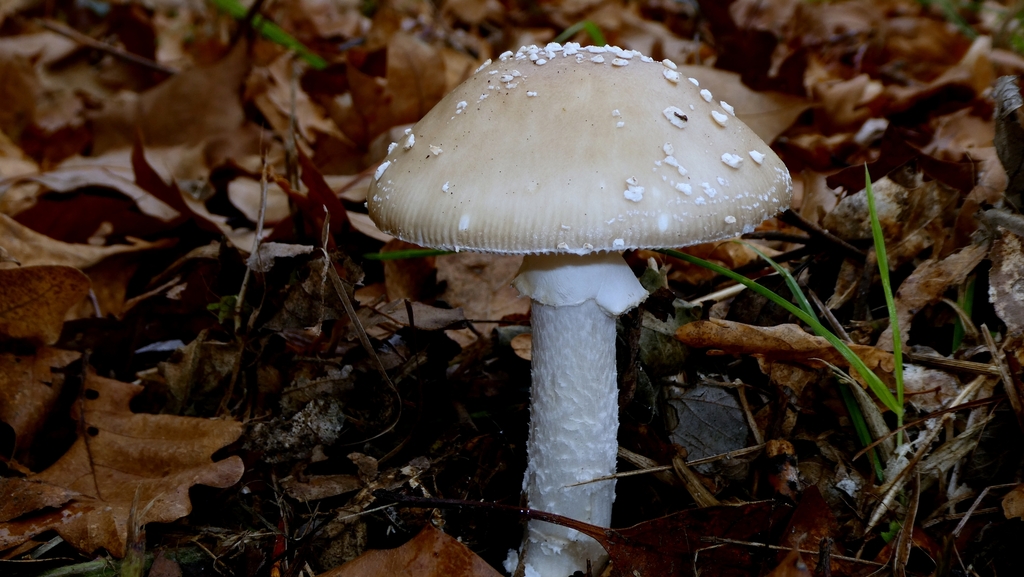 Amanita pantherina · November 2025 · photo: © patricklm35 (iNaturalist, cc0)