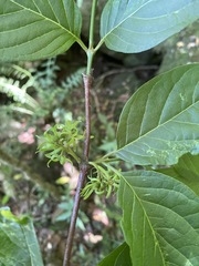 Vangueria bowkeri