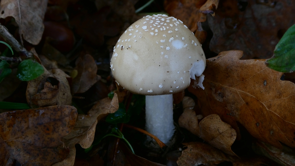 Amanita pantherina · November 2025 · photo: © patricklm35 (iNaturalist, cc0)