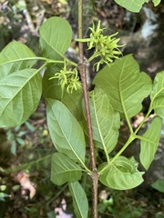 Vangueria bowkeri