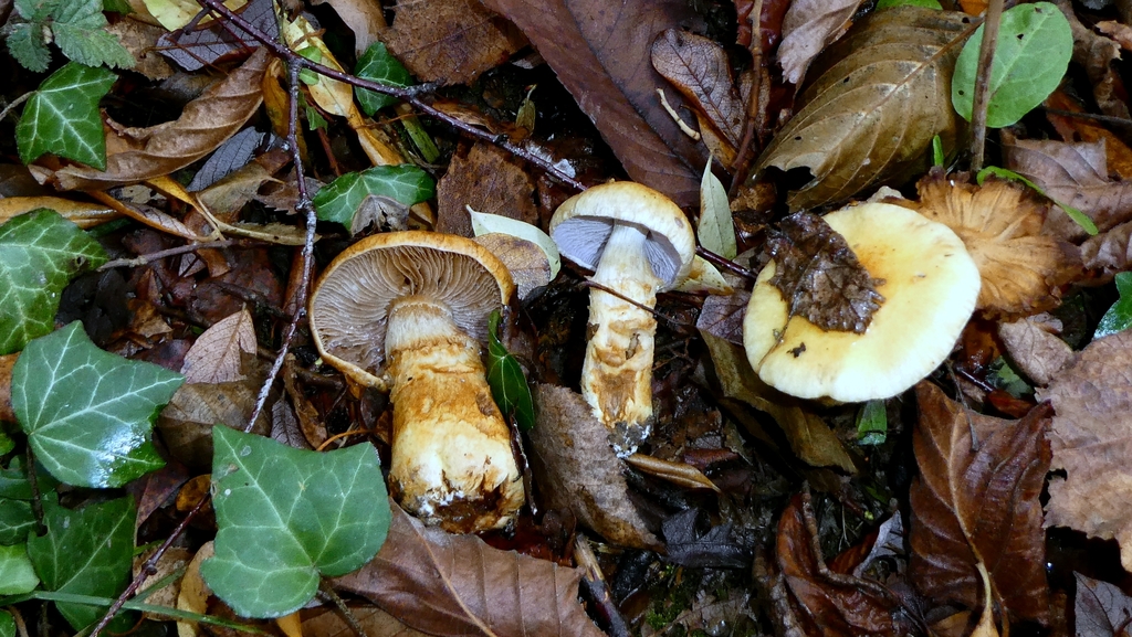 Phlegmacium triumphans · November 2025 · photo: © patricklm35 (iNaturalist, cc0)