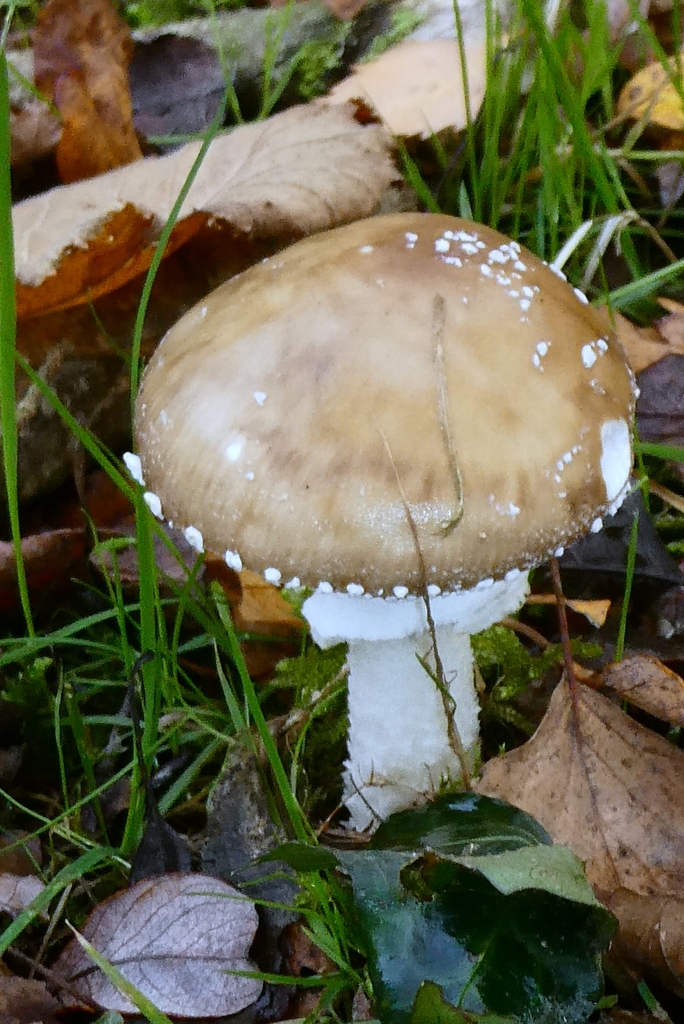 Amanita pantherina · November 2025 · photo: © patricklm35 (iNaturalist, cc0)