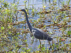 Egretta tricolor