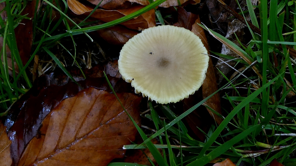 Entoloma pleopodium · November 2025 · photo: © patricklm35 (iNaturalist, cc0)