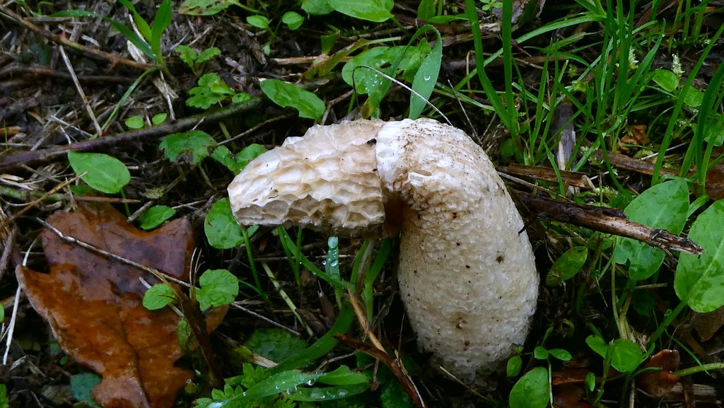 Phallus impudicus · November 2025 · photo: © patricklm35 (iNaturalist, cc0)