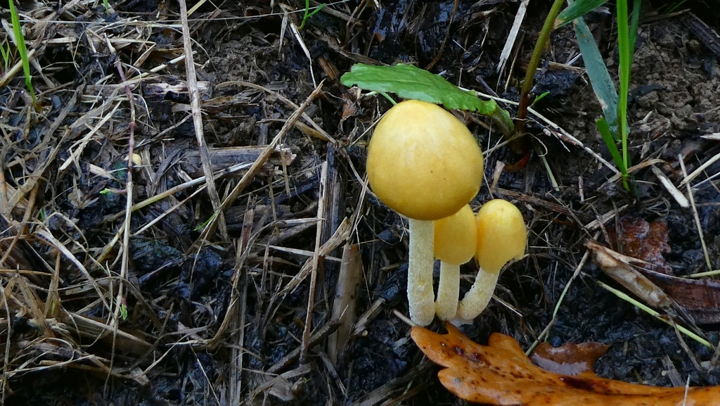 Bolbitius titubans · November 2025 · photo: © patricklm35 (iNaturalist, cc0)